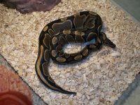 b-day-snakes 017.jpg