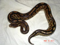cinnym720, pic 1.JPG