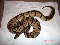 pastelm960, pic 1.JPG
