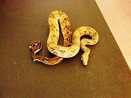 100%_het_Blood_Boa_(m)_07.jpg