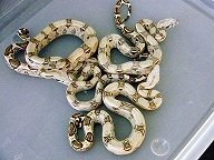 100%_dh_Coral_Albino-Anery_(7-f)__(2-m)_'10.jpg
