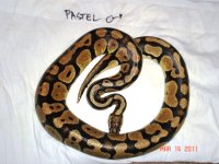 pastelm1230, pic 1.JPG