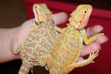 Citrus leather poss double het female x citrus hypo poss het trans male.jpg