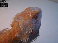 lavenderhypotranshead2_edited-1.jpg