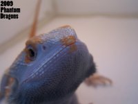 lavenderhypotranslips_edited-1.jpg