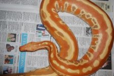 0.1 albino 2.JPG