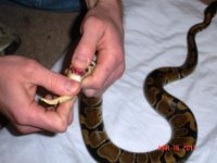 normm570, pic 2.JPG