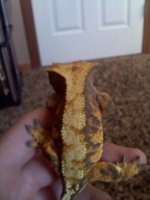 tri color harly male.jpg