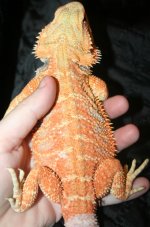 IMG_0005_ryu1crop.jpg