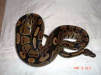 suphetghostm1450.JPG