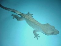 old gecko2.jpg