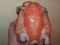 DSCF1239.jpg
