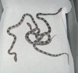 AxSubocs2010 002.jpg