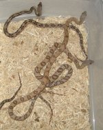 SBsubocs2010 016.jpg