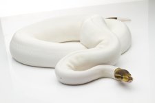 072519_CinnamonPied2.jpg