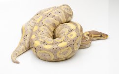 072519_BananaBlackPastelHetPied.jpg