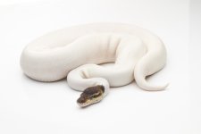072519_CinnamonPied1.jpg