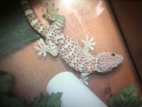Tokay 2.jpg