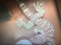 Tokay 1.jpg