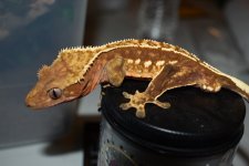 DSC_0141.JPG