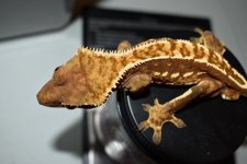 DSC_0140.JPG