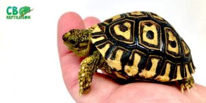 giant-leopard-tortoise-for-sale-2.jpg