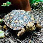 baby-pancake-tortoise-for-sale.jpg
