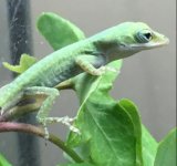 green anole baby.jpg