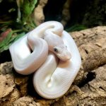 blue-eyed-leucistic-ball-python_07821.jpg