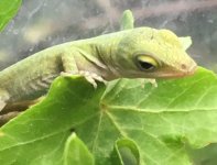 green anole baby 2.jpg