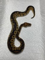 IMG_2439.jpg