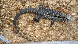 bw male 36i lrg ondeck pink head b.jpg