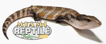 Skink2(1).jpg