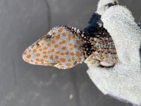 IMG_6315.jpg