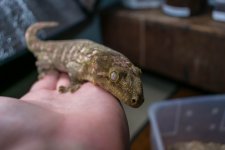 GeckosInverts-3.jpg
