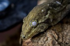 GeckosInverts-4.jpg