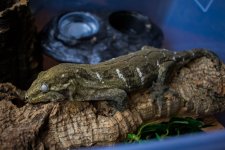 GeckosInverts-5.jpg