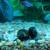 00909_i7I7F9t6WlA_50x50c.jpg