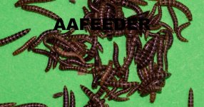 Copy of Mini Meal worms2.jpg