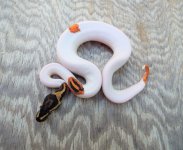 male fire yb pied 50 percent het ghost.jpg
