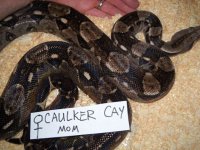 CaulkerMom1.jpg
