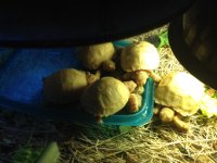 IMG_1285.jpg