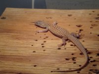 yellow ackie 01-01.jpeg