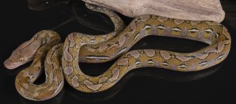 male platty 50% ternate pic 2.jpg