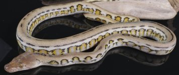 female platty jag 50% ternate .jpg