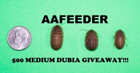 Medium Dubia GIVEAWAY 4-2.jpg
