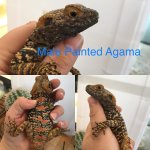 Male Painted Agama.jpg