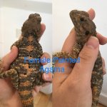 Female Painted Agama.jpg
