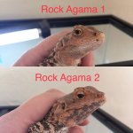 Rock Agamas Head shots.jpg