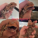 Rock Agama 2 .jpg